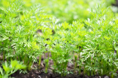 Genç havuç kafalılar, verimli topraklarda sebze yetiştiriyorlar, tarım ve çiftlik kavramı..