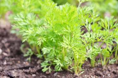 Genç havuç kafalılar, verimli topraklarda sebze yetiştiriyorlar, tarım ve çiftlik kavramı..