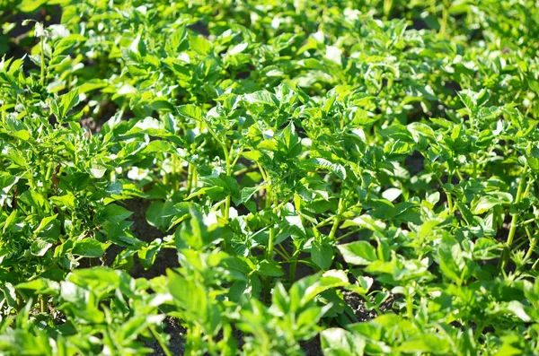 Jeune Plante Pomme Terre Poussant Sur Sol Pomme Terre Dans — Photo