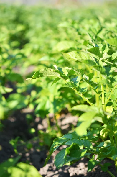 Jeune Plante Pomme Terre Poussant Sur Sol Pomme Terre Dans — Photo