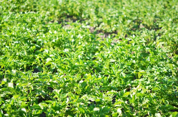 Jeune Plante Pomme Terre Poussant Sur Sol Pomme Terre Dans — Photo