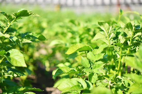 Toprak Üzerinde Büyüyen Genç Patates Bitki Patates Bush Bahçede Organik — Stok fotoğraf