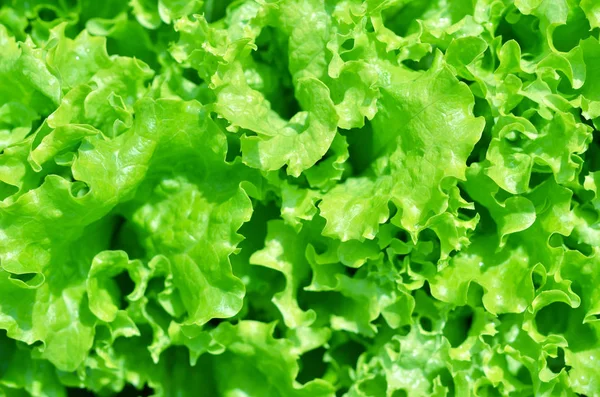 Texture Salade Laitue Verte Cultivée Dans Potager — Photo
