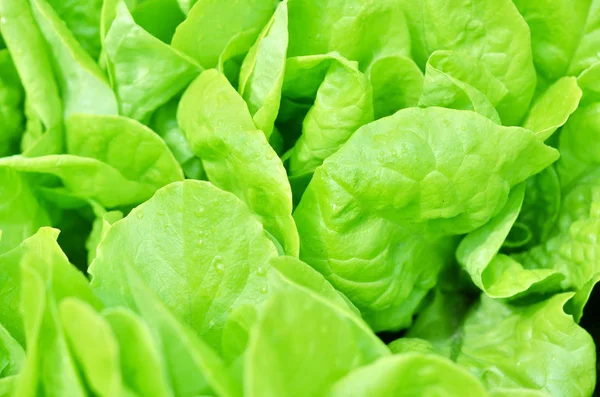 Texture Salade Laitue Verte Cultivée Dans Potager — Photo