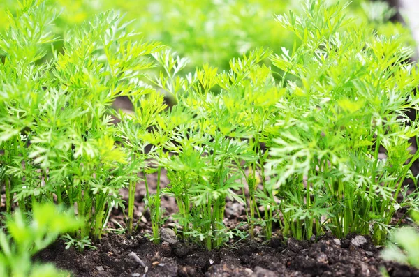 Encimeras Zanahoria Joven Cultivo Verduras Campo Abierto Suelo Fértil Concepto — Foto de Stock