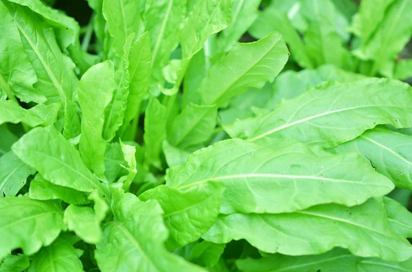 Taze organik sorrel salata veya çorba için desen arka plan bırakır. Folik asit yeşil ekşi sorrel folikül doku kaynağı