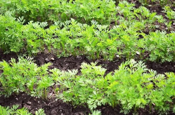 Encimeras Zanahoria Joven Cultivo Verduras Campo Abierto Suelo Fértil Concepto — Foto de Stock
