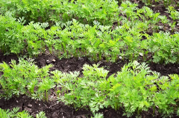 Encimeras Zanahoria Joven Cultivo Verduras Campo Abierto Suelo Fértil Concepto —  Fotos de Stock