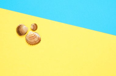 Turkuaz ve sarı kağıt arka plan üzerinde deniz kabukları desen. Yaz konsepti. Düz döşeme, üst ten görünüm - Resim
