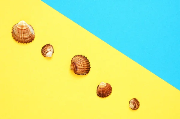 Sea shells pattern on  turquoise and yellow paper background. Summer concept. Flat lay, top view - Image
