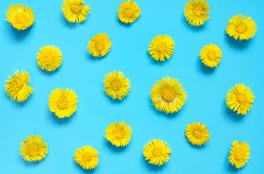 Mavi arka planda sarı renkli Coltsfoot çiçekleri. (Tussilago farfara) Tıbbi tesis. Top wiev. - Görüntü