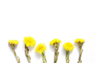  Beyaz arka planda coltsfoot sarı çiçekler. (Tussilago farfara). Tıbbi fabrika. Üst wiev. - Resim