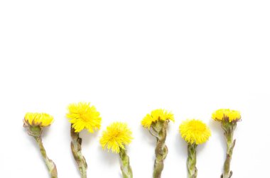  Yellow flowers of coltsfoot on white background. (Tussilago farfara). Medical plant. Top wiev. - Image clipart