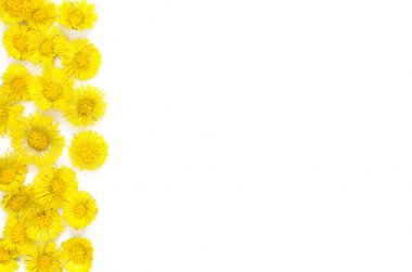  Beyaz arka planda coltsfoot sarı çiçekler. (Tussilago farfara). Tıbbi fabrika. Üst wiev. - Resim