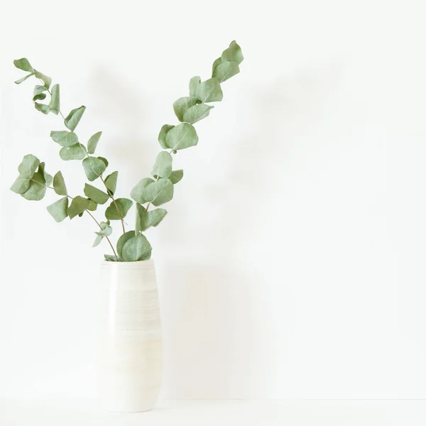 Dry Eucalyptus branches in vase on white background. Copy space. - Image