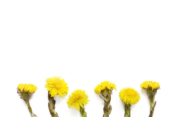 Flores Amarillas Pie Potro Sobre Fondo Blanco Tussilago Farfara Planta —  Fotos de Stock