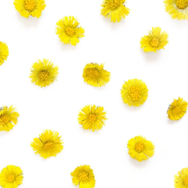 Κίτρινα Λουλούδια Από Σουρωτήρι Λευκό Φόντο Τασίλπρο Φαρφάρα Ιατρικό Εργοστάσιο — Φωτογραφία Αρχείου