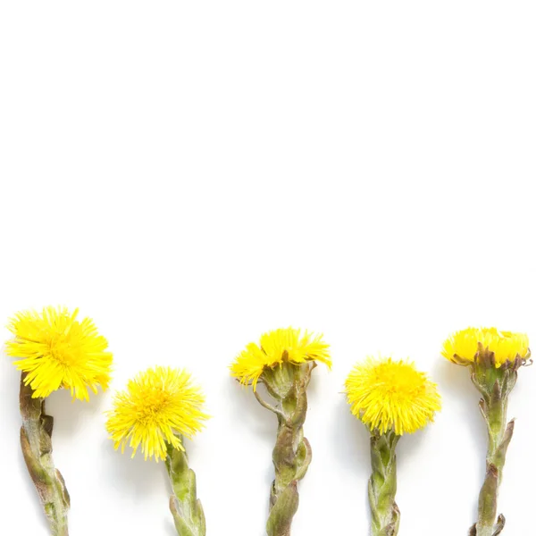 Żółte Kwiaty Podbiału Białym Tle Tussilago Farfara Zakład Medyczny Top — Zdjęcie stockowe