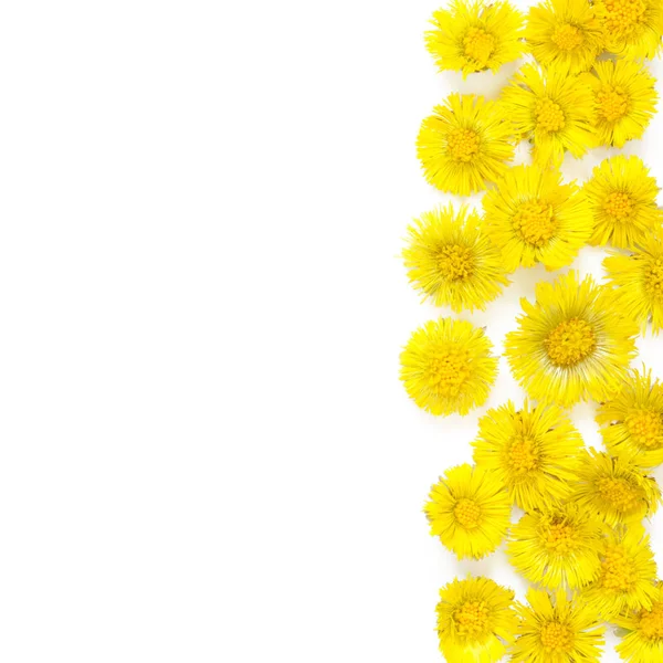 Κίτρινα Λουλούδια Από Σουρωτήρι Λευκό Φόντο Τασίλπρο Φαρφάρα Ιατρικό Εργοστάσιο — Φωτογραφία Αρχείου