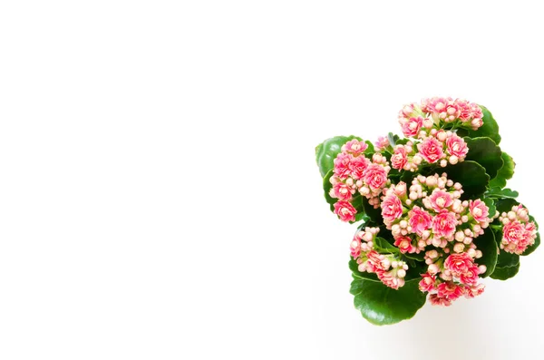 Flores rosa claras pequenas fotos de stock, imágenes de Flores rosa claras pequenas sin royalties | Depositphotos Flores rosa claras pequenas fotos de stock, imágenes de Flores rosa claras pequenas sin royalties | Depositphotos