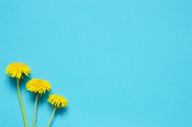  Mavi arka planda karahindiba sarı çiçekleri. Kopya alanı. Üst wiev. - Resim