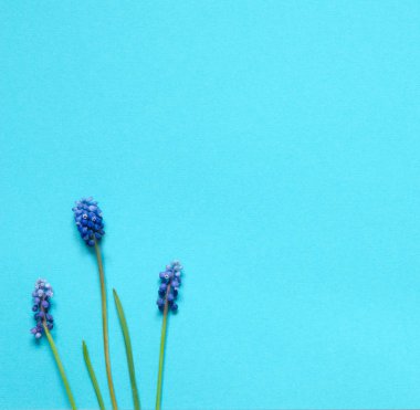  Mavi arka planda Muscari çiçekleri. Kopya alanı. Üst wiev. - Resim