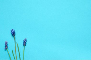  Mavi arka planda Muscari çiçekleri. Kopya alanı. Üst wiev. - Resim