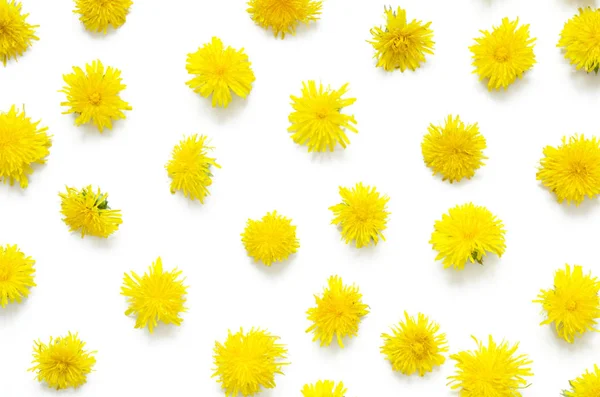 Sárga Virágok Pitypangok Fehér Háttér Orvosi Növény Csúcs Wiev Képet — Stock Fotó