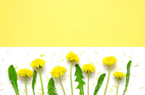 Composición Flores Flores Amarillas Dientes León Sobre Fondo Blanco Arriba —  Fotos de Stock