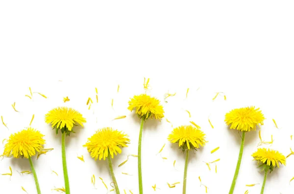 Composición Flores Flores Amarillas Dientes León Sobre Fondo Blanco Arriba —  Fotos de Stock