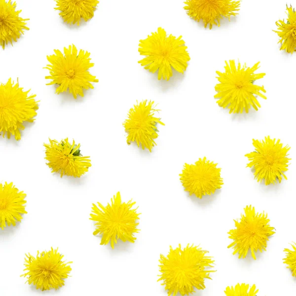 Flores Amarillas Dientes León Sobre Fondo Blanco Planta Médica Arriba —  Fotos de Stock