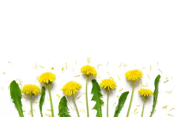 Λουλούδια Σύνθεση Κίτρινα Λουλούδια Από Πικραλίδες Λευκό Φόντο Τοπ Γουάεβ — Φωτογραφία Αρχείου