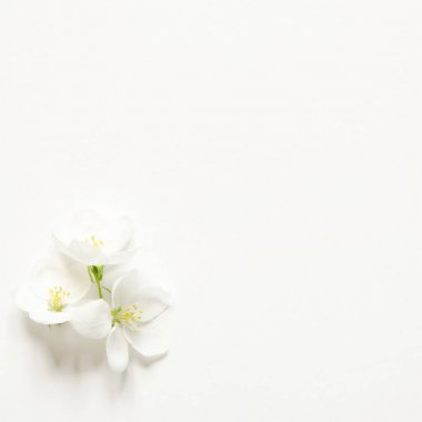 Çiçek kompozisyonu. Desen beyaz kağıt üzerinde metin için boşluk ile beyaz ve pembe çiçekler yaptı. Mockup. Yukarıdan görüntüleyin. - Resim 