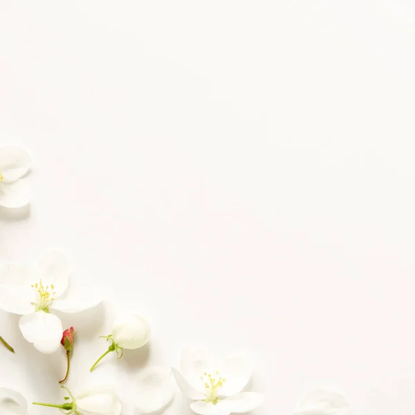 Composición Flores Patrón Hecho Flores Blancas Rosadas Con Espacio Para — Foto de Stock