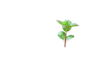 Beyaz arka planda Türk nane yaprağı üst görünümü. Minimal ham bitki konsept tasarımı. - Resim