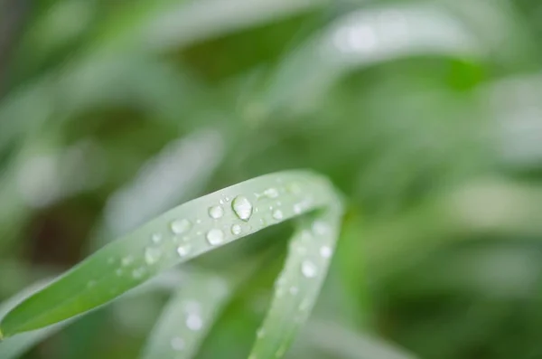 Eau Tombe Sur Herbe Verte Photographie Macro Image — Photo