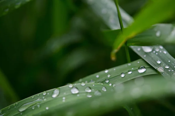 Eau Tombe Sur Herbe Verte Photographie Macro Image — Photo