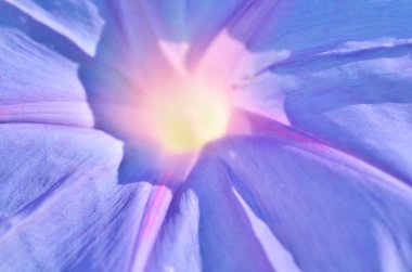 Blaue Mauritius'u bağdadım. Makro fotoğrafçılık. Yumuşak odak. - Resim