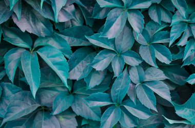 Bitkilerin yapraklarının doğal deseni. - Resim