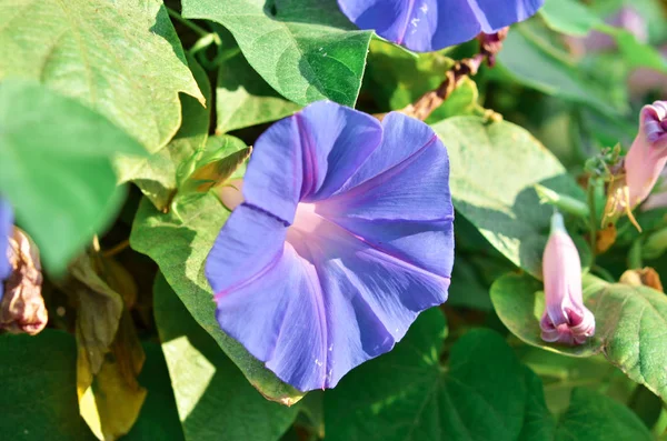 Фіолетова Квітка Язана Крупним Планом Фоні Зеленого Листя Зображення — стокове фото