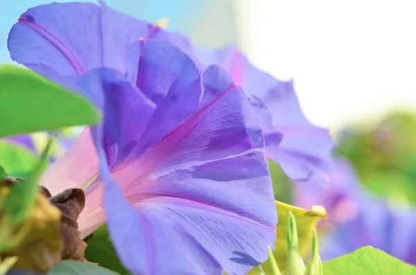 Violet Bloem Bindweed Close Een Achtergrond Van Groene Bladeren Image — Stockfoto