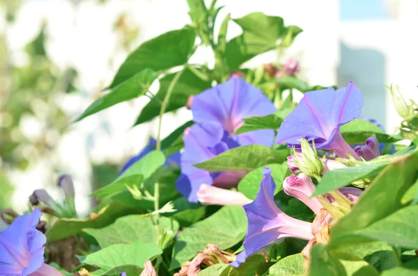 Flor Violeta Bindweed Cerca Sobre Fondo Hojas Verdes Imagen — Foto de Stock