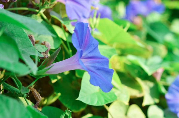 Asclépiade Fleurs Violettes Referme Sur Fond Feuilles Vertes Image — Photo