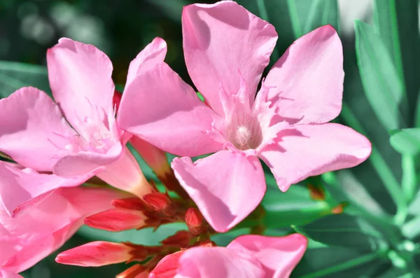 Blooming Pembe Oleander Çiçekleri Oleander Nerium Resim — Stok fotoğraf