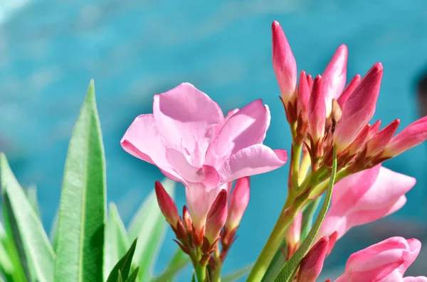 Blooming Pembe Oleander Çiçekleri Oleander Nerium Resim — Stok fotoğraf