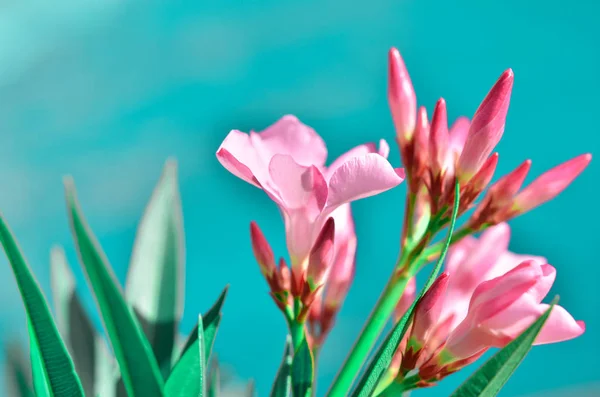 Цвітіння Рожевих Олеандрів Квітами Олеандер Нереум Image — стокове фото