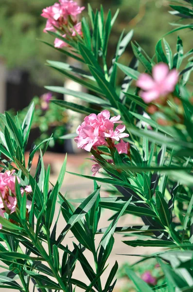 Blooming Pembe Oleander Çiçekleri Oleander Nerium Resim — Stok fotoğraf