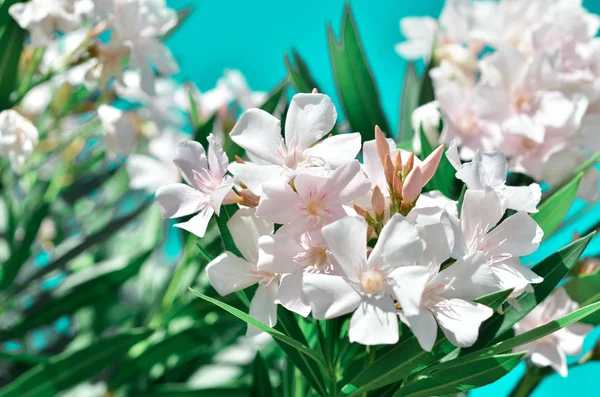 Цветущие Цветы Белого Олеандра Oleander Nerium Образ — стоковое фото