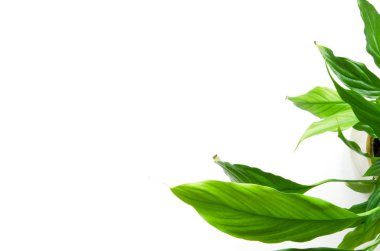 Beyaz arka planda izole edilmiş ev bitkileri. Üst te. Kopya alanı. - Resim