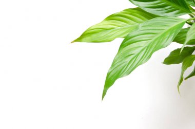 Beyaz arka planda izole edilmiş ev bitkileri. Üst te. Kopya alanı. - Resim